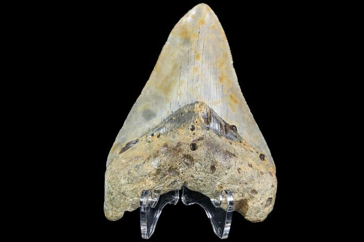 Fossil Megalodon Tooth - Visible Serrations #109012